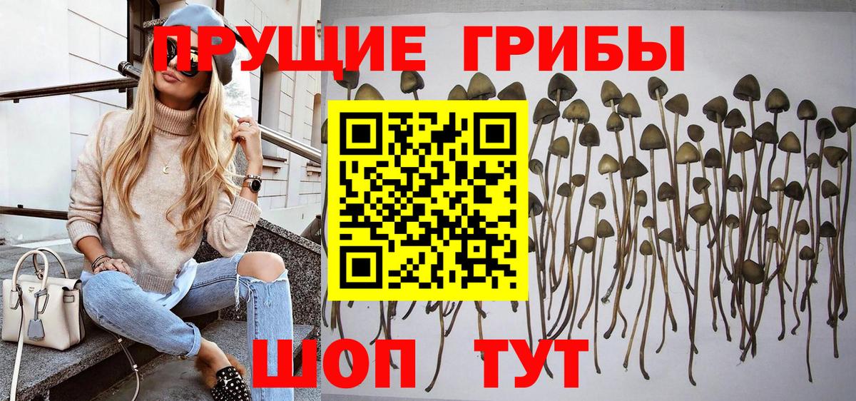 Псилоцибиновые грибы мицелий Торжок